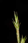 Bome-like sedge